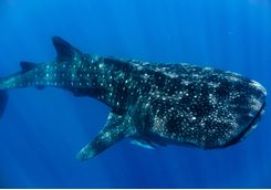 Whale shark