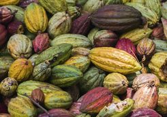 Cocoa pods