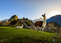 Llamas at Machu Picchu