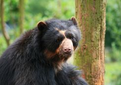 Andean bear