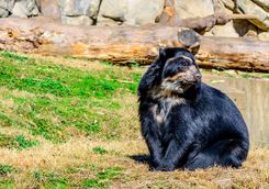 Andean bear by the water