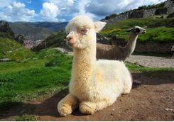Baby llama