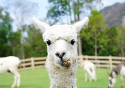 Closeup of llama