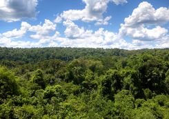 Iguazu National Park rainforest