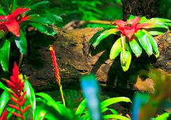 Rainforest flowers