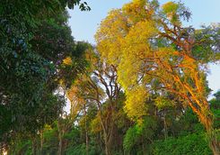 Morning light in Iguazu