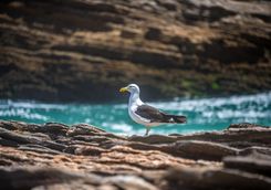 Seagull on rocks