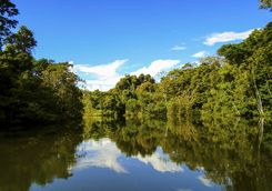 Greenery in the Amazon