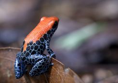 Colourful frog in the Amazon