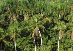 Green rainforest canopy