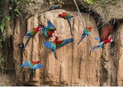 Red and blue birds