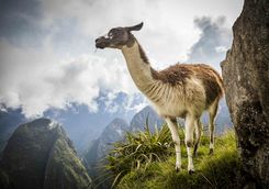 Llama at Machu Picchu