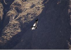 Condor cross