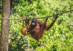 A swinging orangutan