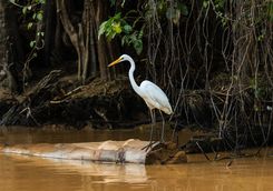 Egret perching