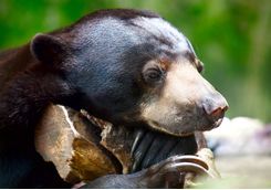 Close up of a sun bear