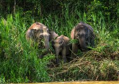 Elephants on the riverbank