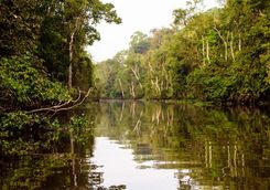 River in the jungle
