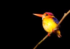 Kingfisher by night