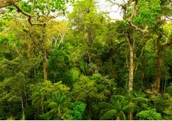Rainforest