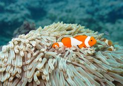 Detail of a clown fish