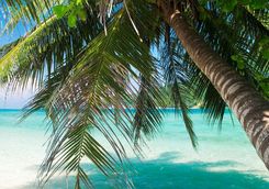 Tropical scene