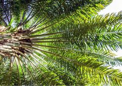 Detail of a palm tree