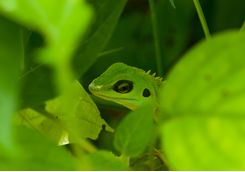 Detail of a green lizard
