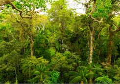 Tropical forest