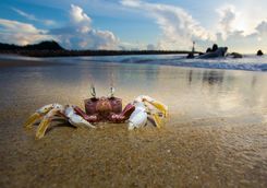 Crab dusk on the beach