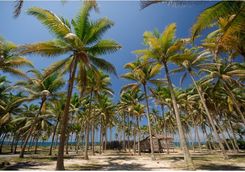 Hut under palm trees