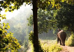 Elephant in forest