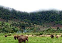 Elephants eating grass