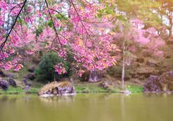 Pink Cherry Blossom