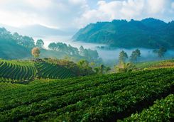 Strawberry fields and stunning landscape