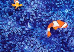 Vibrant Clown Fish Reef