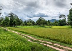 Country Road in Siem Reap