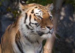 Indochinese Tiger