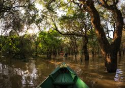 Kayak in the Rainforest