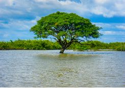 A Tree in the River