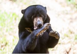 A Sun Bear