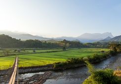Bridge to a Paddy Field