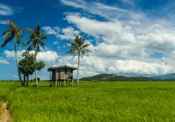 Hut in a Paddy Field