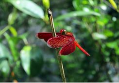A Dragonfly