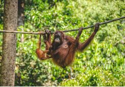 Mother and Baby Orangutans