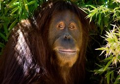 Close Up of an Orangutan