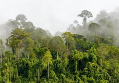The Sepilok Rainforest
