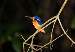 A Colourful Bird