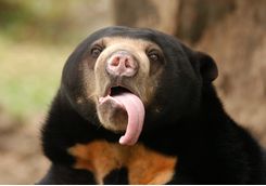Close Up of a Sun Bear