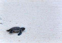 A Baby Turtle